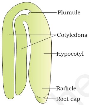 1. Zygote divides by mitosis into suspensor & embryo cells 2. Suspensor cell forms a globular basal cell which remains embedded in the endosperm & a multicellular suspensor bearing the embryo 3.