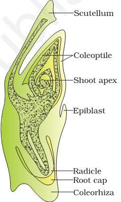 Scutellum : Monocot embryo DICOT EMBRYO MONOCOT EMBRYO - GRASS Difference between : EPICOTYL Area of embryo axis between the plumule & cotyledonary node.