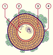 Primary follicle : The primordial follicles while developing into primary follicles the follicular epithelium that surrounds the oocyte becomes iso- to highly prismatic A Primordial follicle B