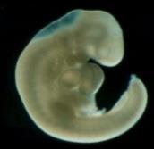 fertilization of an ovum by asperm. Morula Blastocyst *The morula (little mulberry)i Solid ball (16 64 cells).