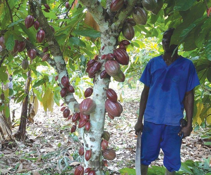 Today 90 Cooperatives collaborate with Blommer in the GrowCocoa Côte d Ivoire program and supply more than 40,000 Metric Tons of sustainable and traceable cocoa.