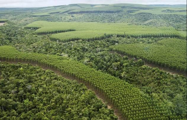 Future Forestry Finance 21 Environmental regulations and forest certification have been important for industry development 9 FSC is the leader in forest certification; some large companies developed