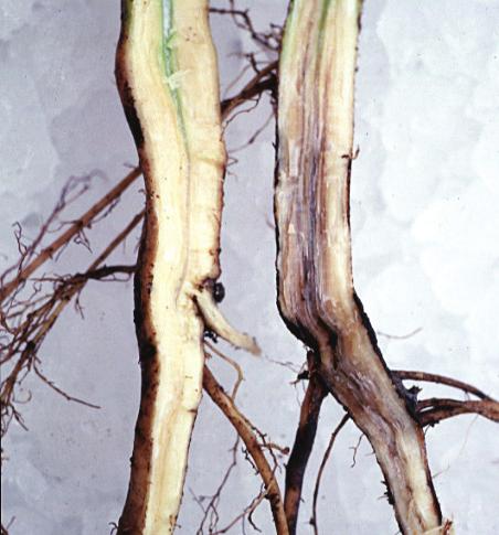 in the soil. Conversely, if there is no Fusarium solani f. sp. glycines in a field, the disease will not develop even though other conditions may be favorable.
