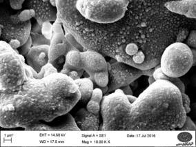 12: SEM image for sample 2 and its substrate.