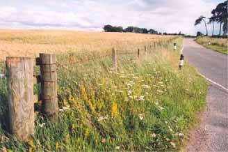 Opportunity: There are unharvested crops and Spring cropping options within the Rural Stewardship Scheme and, with further funding, there is potential to greatly expand the area available to
