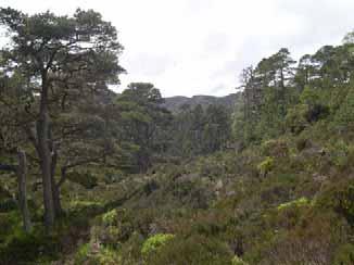 Caledonian pine forest, Strathfarrar 4.