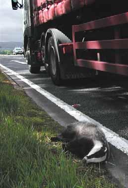 understanding of the interactions between plants, animals and humans. The area around Inverness city supports a significant population of badgers.