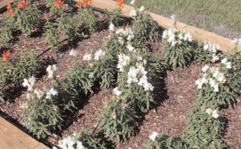 Trickle Irrigation on flower beds Water saving is achieved by low application rate, reducing the total evaporative surface, reducing run off, and controlling deep percolation Greater weed control and