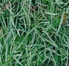 grass Enzymatic breakdown of