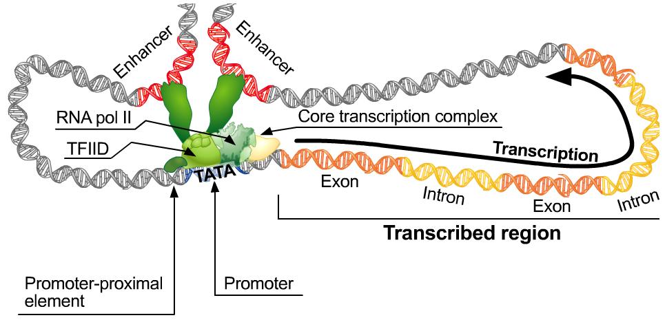 Other Mechanisms to Regulate Eukaryotic Transcription The combination of enhancer DNA elements, transcription factors, and RNA polymerase II form the