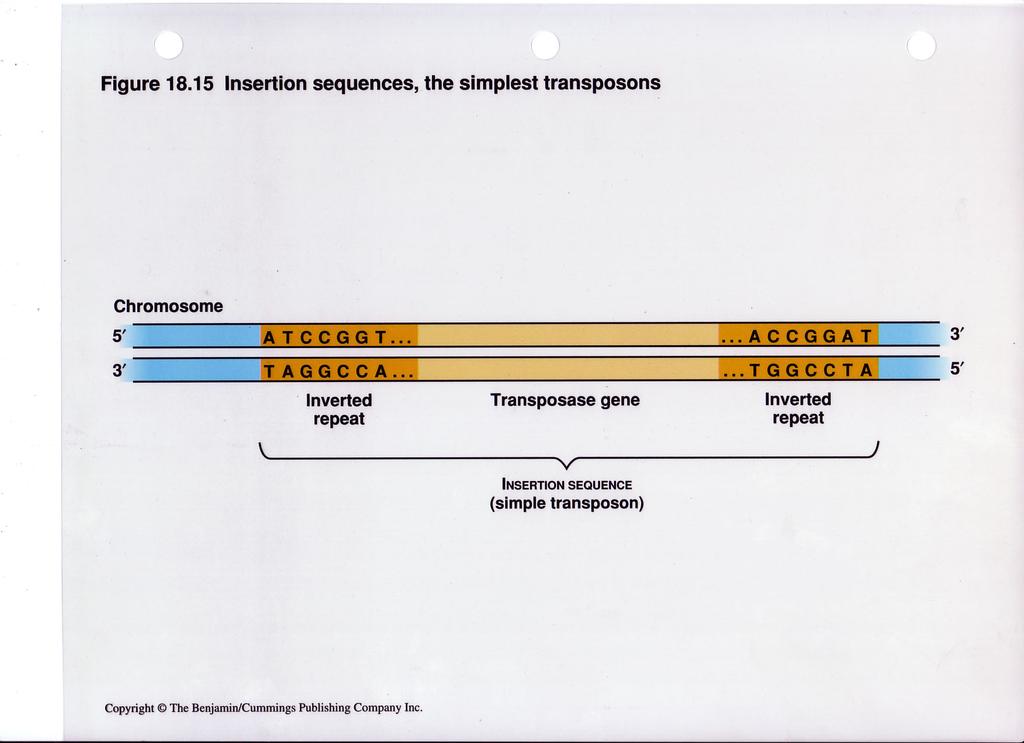 Structure of a Transposon Transposon = a mobile genetic element Transposons provides
