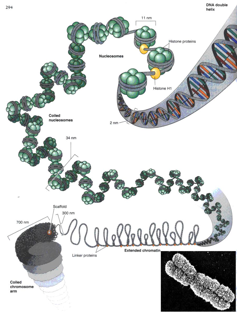 DNA Coiling - Formation of a Chromosome Nucleosome