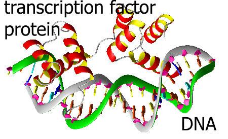 Patterns of transcription factor binding sites define