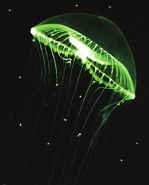 Bioluminiscenca meduze Aequorea victoria (Vir: marbyonline.