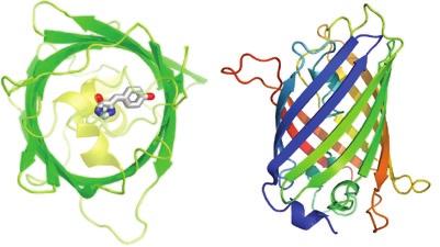 Martin Chalfie je gen še isto leto izrazil v bakteriji Escherichia coli in sintetiziran protein je znotraj bakterije oddajal svetlo zeleno svetlobo.