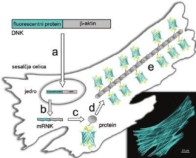 Shematska predstavitev vizualizacije nativnega proteina β-aktin v sesalčji celici s pomočjo fluorescentnega proteina Gen za fluorescentni protein, združen z genom za β-aktin, se vstavi v jedro celice