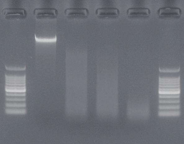 VII. Experimental Examples 1. Fragmentation of 1 µg of genomic DNA from E. coli W3110.