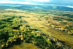 What happens to soil carbon as soil warms and permafrost