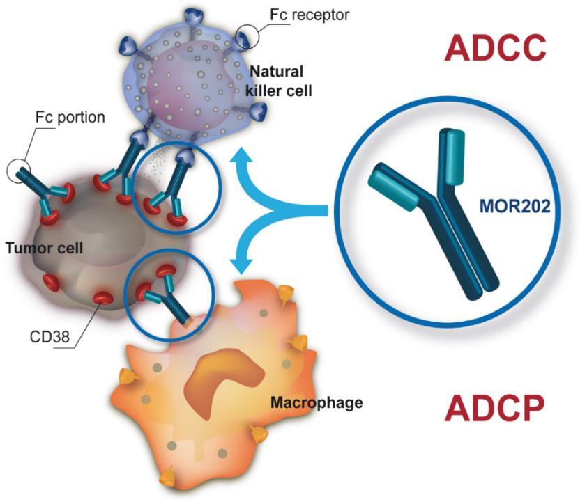 MOR202: Proprietary Anti-CD38 Antibody An Antibody for Multiple Myeloma & Potentially Other Cancers The Drug Candidate Developed to target a unique epitope on CD38 ADCC & ADCP cell-killing mechanisms