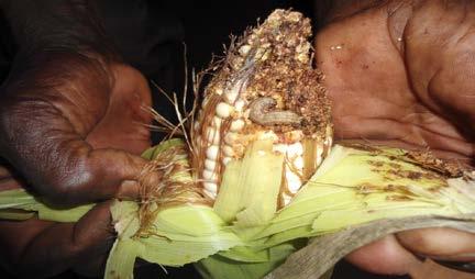 resistant to drought and caterpillars have developed very much in its field because it considers that the variety of But yellow received from RCF through IITA is