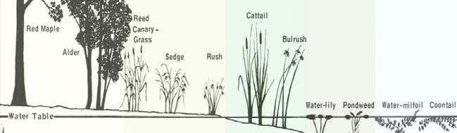 Rule-based Vegetation Models