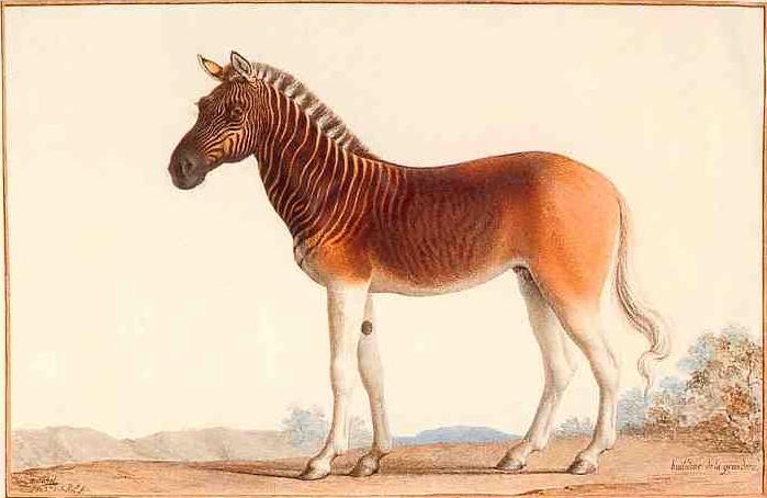 Quagga Water color on vellum parchment by
