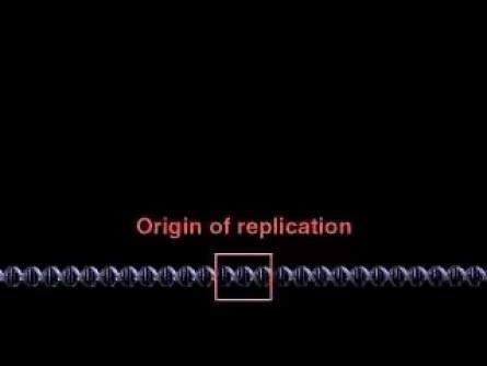 of replication Double-ed DN molecule Bubble Eukaryotic chromosome Parental (template) Daughter (new) Replication fork nimation: Origins of Replication wo daughter DN molecules wo daughter DN