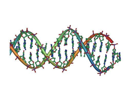 DNA (Deoxyribonucleic acid) Nucleic acid Consists of monomers called nucleotides Stores genetic