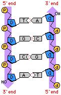 ANIMATION Structure of DNA Double helix Consists of a double strand of nucleotides