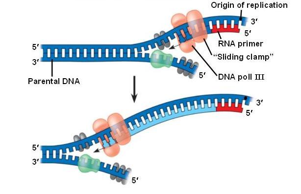 Replication Direction Replication proceeds in the 5 to 3 direction DNA
