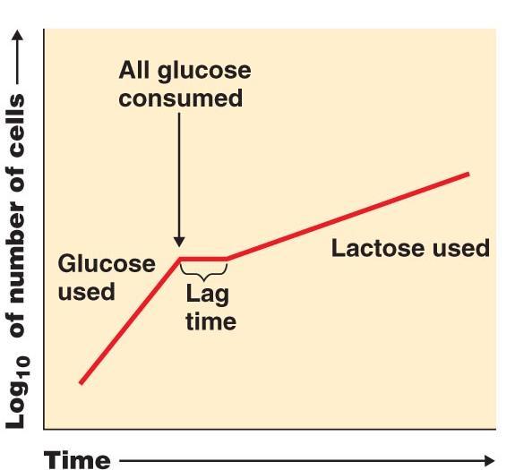 further regulate the expression of lactose