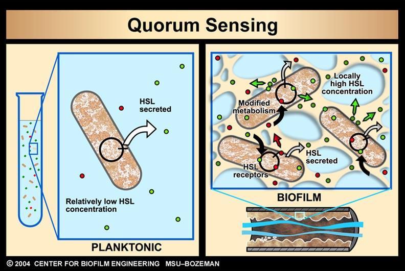 quorum sensing & gene regulation B.