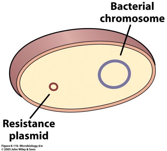 plasmids F factor