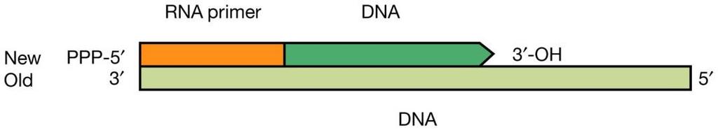 vertical gene transfer (VGT): DNA