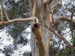 all trees containing hollows which are to be removed.