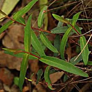 Narrow leaf peppermint is the dominant species (pictured) with blackwood (Acacia melanoxylon) in the understorey but it otherwise lacks a shrub layer and in its least disturbed form has a mixed