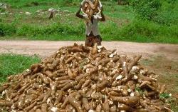 Cassava Mechanisation and Agroprocessing Project -CAMAP Country Total ha Total