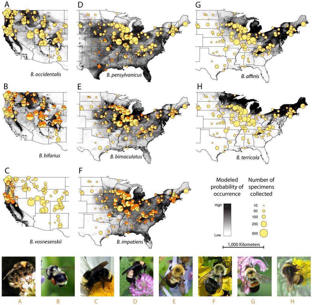 Bumble bee decline Summary of Bombus individuals surveyed from 382 collection locations for eight target species, including historical range maps (grayscale shading) with current sightings (pie
