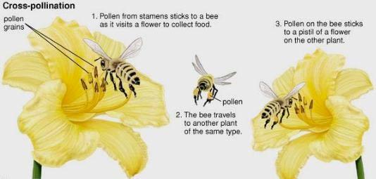 Insects are particularly important pollinators because