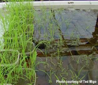 Submergence and weed competition Submerging soil helps reduce germination of many