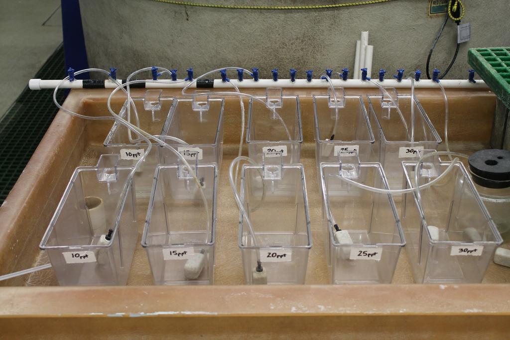 Fig. 3. Ten liter chambers used to acclimate juvenile lumpfish. Figure 4.