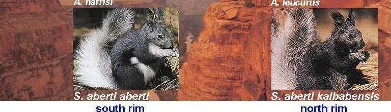 Discuss how two species of squirrel (Abert and Kaibab) emerged as a result of allopatric speciation: Once there was one population of tassel-eared squirrels, able to interbreed with one another.
