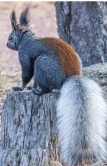 Are the two squirrels from