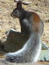 Tassel-eared squirrel from