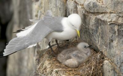 The Ultimate (Underlying) Cause of Behavior Addresses evolutionary significance Developed due to natural selection Increases survival to reproduction in some way Unique among gull species, kittiwakes