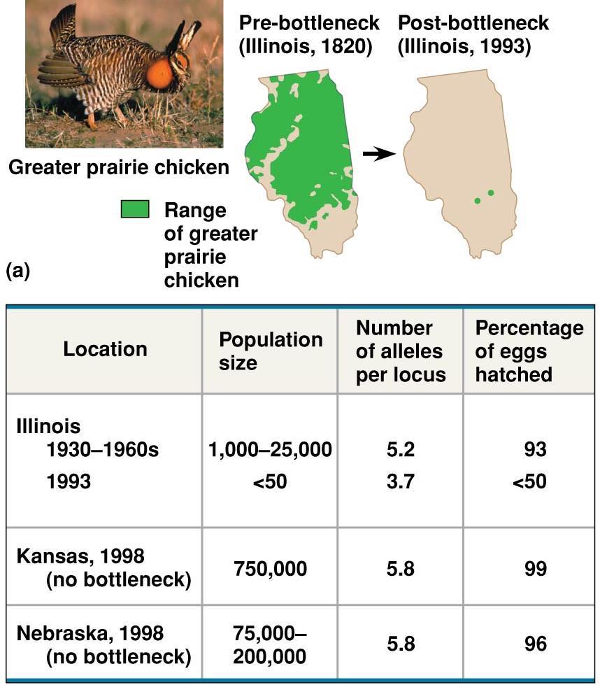 1. Describe the change in habitat area between 1820 & 1993: Habitat loss and fragmentation 2. Describe the population size change 1930 to 1993: Decrease in size (population bottleneck) 3.