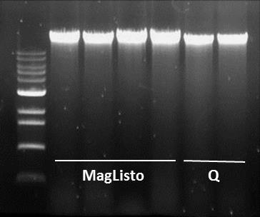 1-4: Extracted blood genomic DNA purified with Bioneer MagListo 5M Genomic DNA Extraction Kit 5-7: Extracted blood genomic DNA purified with competitor Q kit Sample Total Yield (ug) A260/A280
