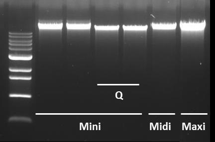 Figure5. Comparison of extracted genomic DNA from B.