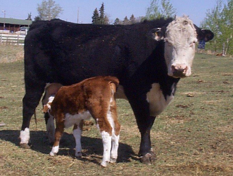 High Feed Efficiency cow J1042 (5 yr-old Hereford- Angus cow in the