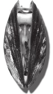 16 8. Mussels are bivalve invertebrates where the shell is made of two valves.